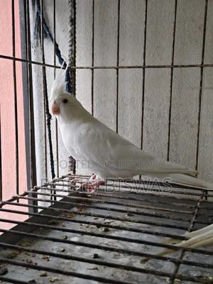 Albino Male