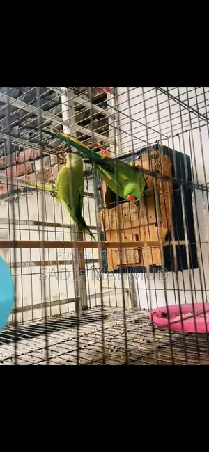 Pair of Parrots