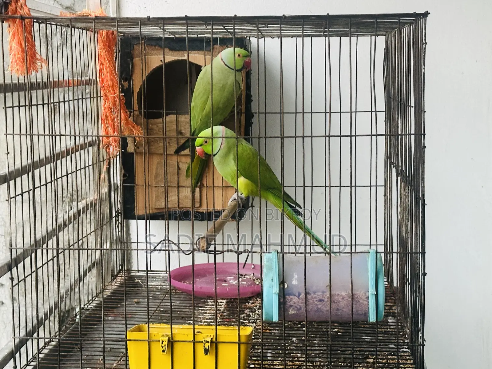 Pair of Parrots