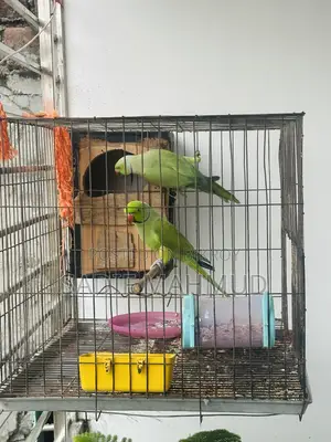 Pair of Parrots