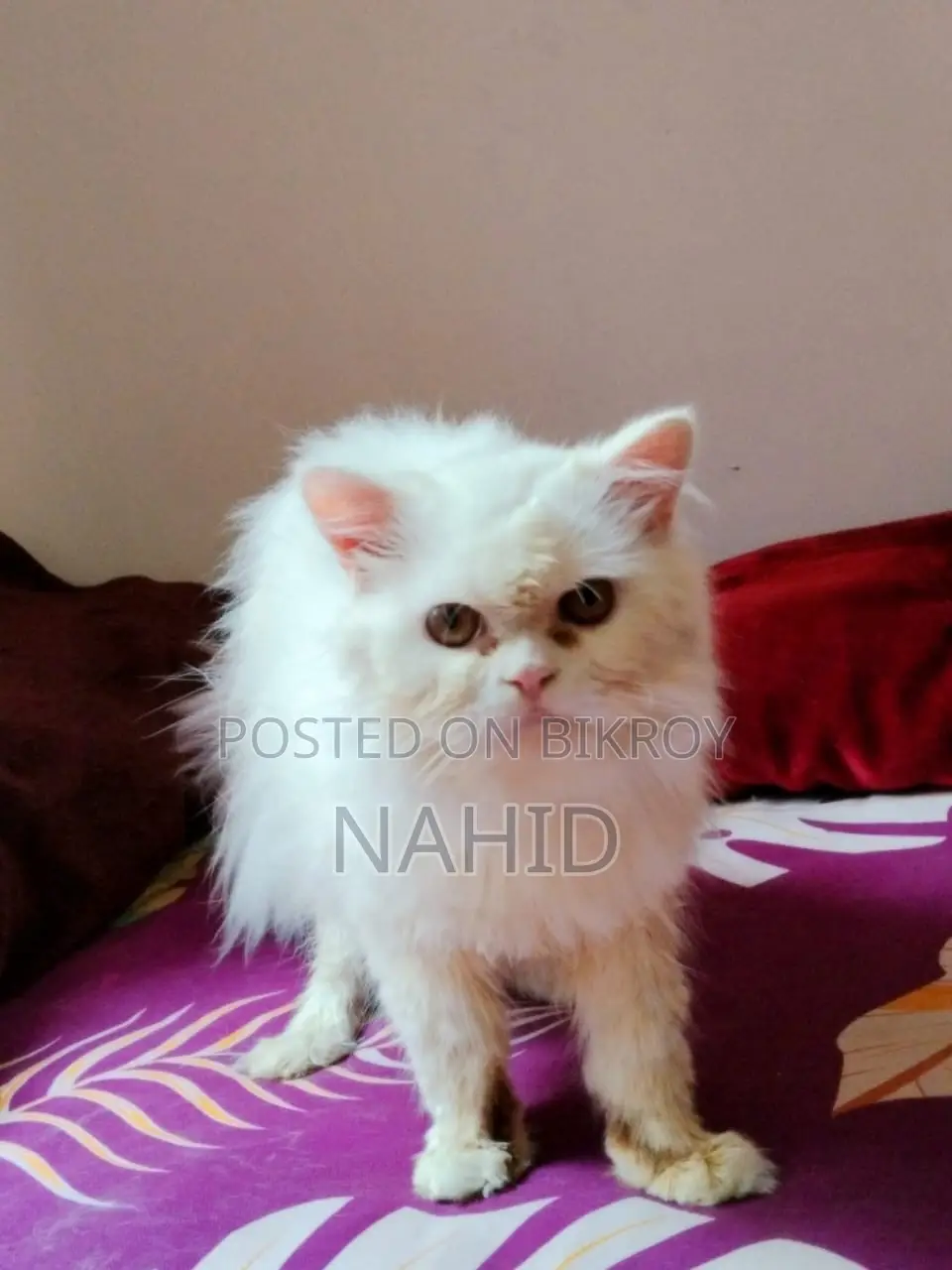 6-12 months Male Purebred Persian