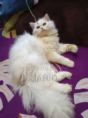 6-12 months Male Purebred Persian