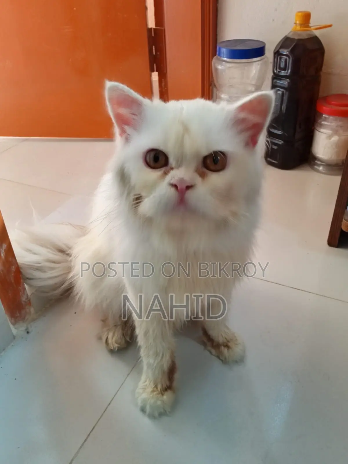 6-12 months Male Purebred Persian