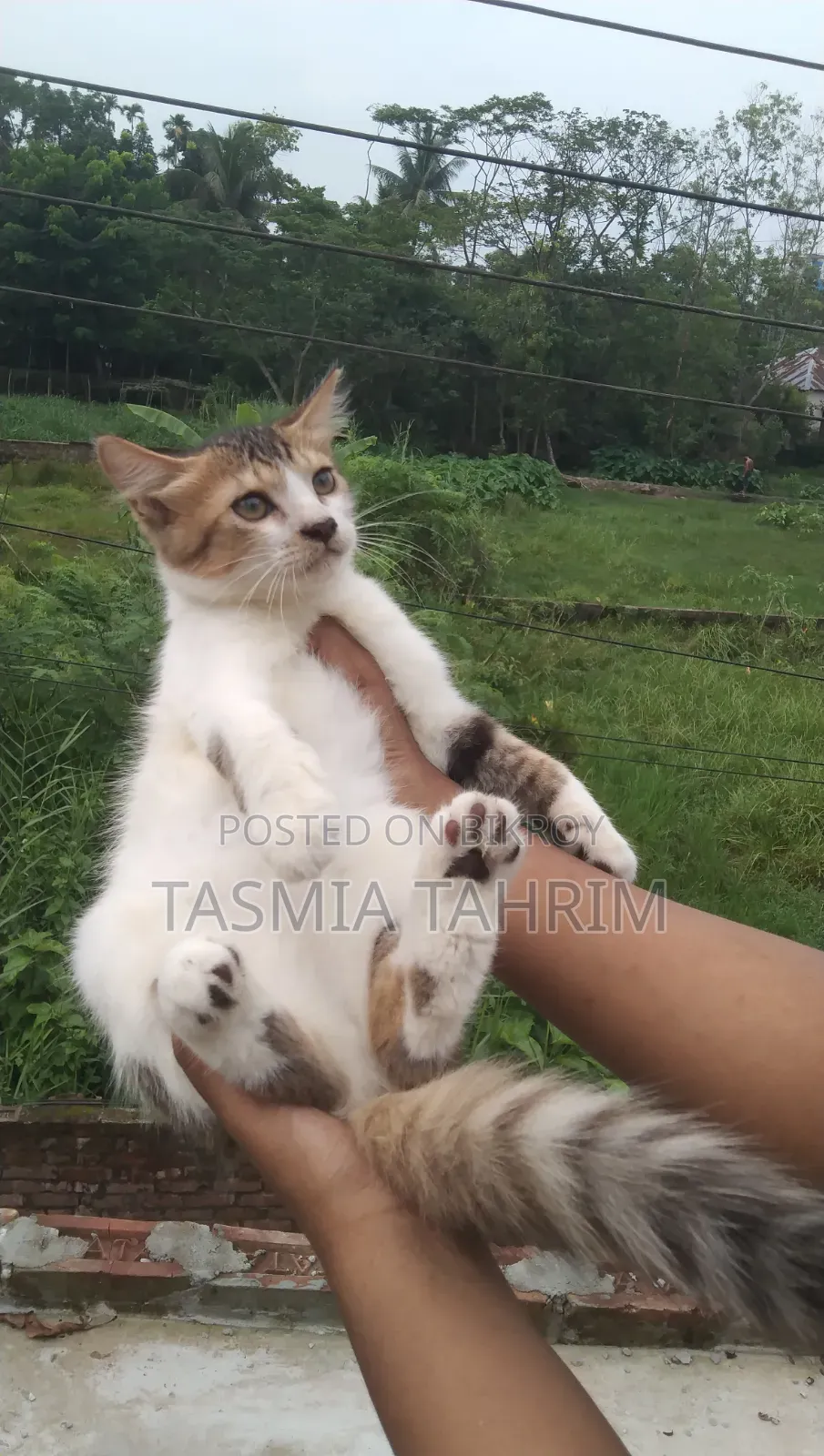 1-3 Months Male Mixed Breed Persian