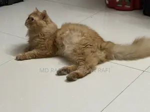 ১+ বছরের পুরুষ বিশুদ্ধ পার্সিয়ান বিড়াল
