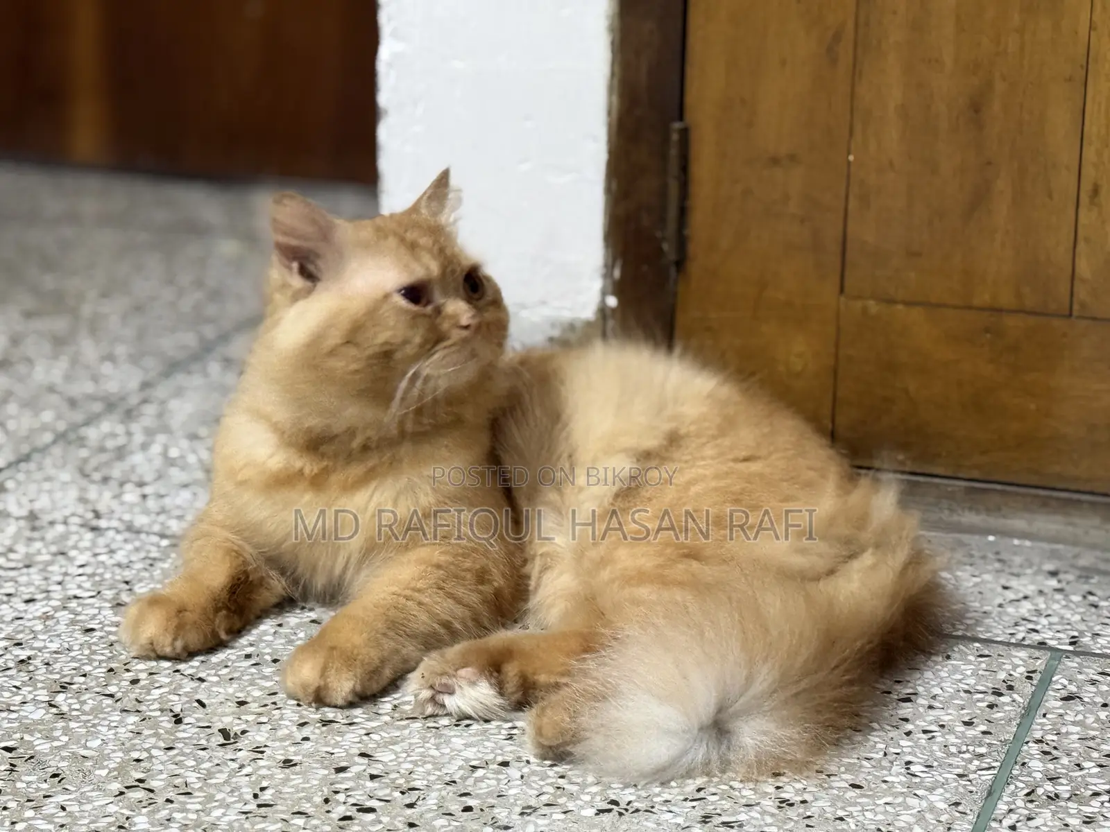 ১+ বছরের পুরুষ বিশুদ্ধ পার্সিয়ান বিড়াল