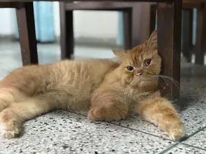 ১+ বছরের পুরুষ বিশুদ্ধ পার্সিয়ান বিড়াল