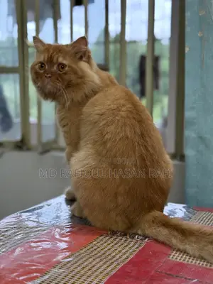 ১+ বছরের পুরুষ বিশুদ্ধ পার্সিয়ান বিড়াল