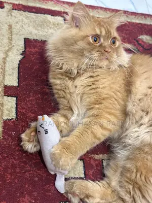 1+ year Male Purebred Persian