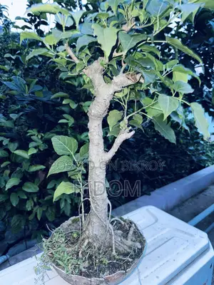 Bonsai Tree