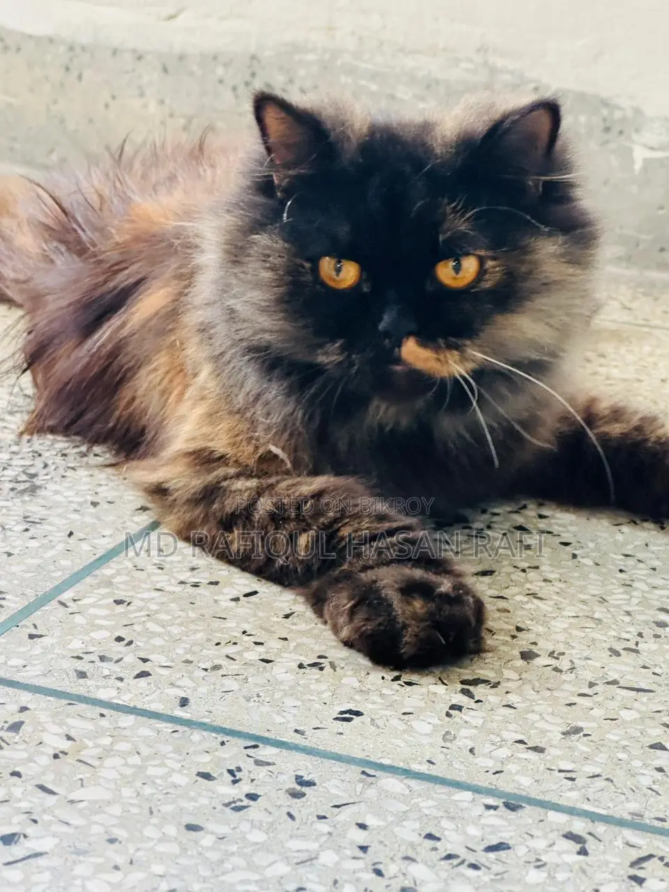 1+ Year Female Purebred Persian