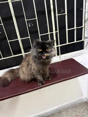 1+ Year Female Purebred Persian