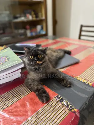 1+ Year Female Purebred Persian