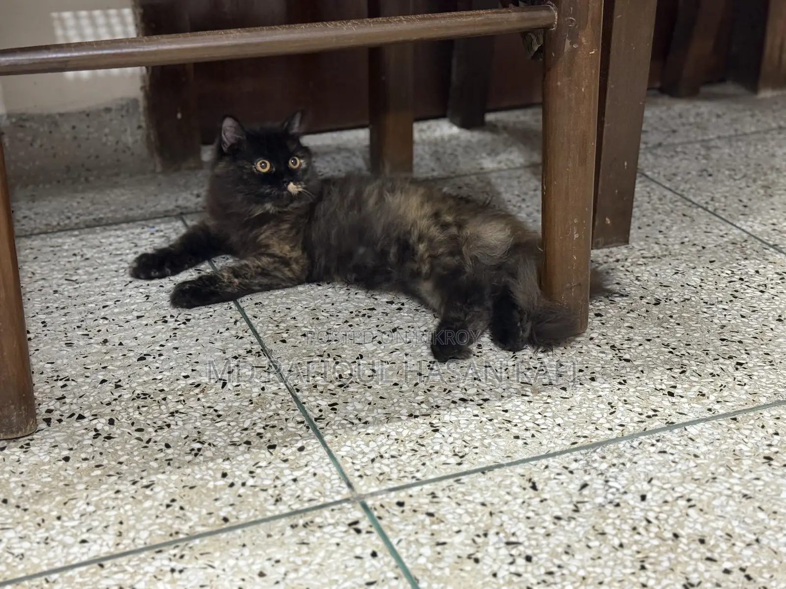 1+ Year Female Purebred Persian