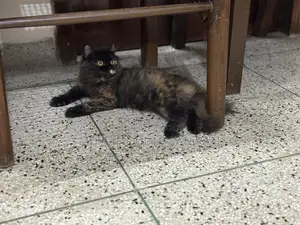 1+ Year Female Purebred Persian