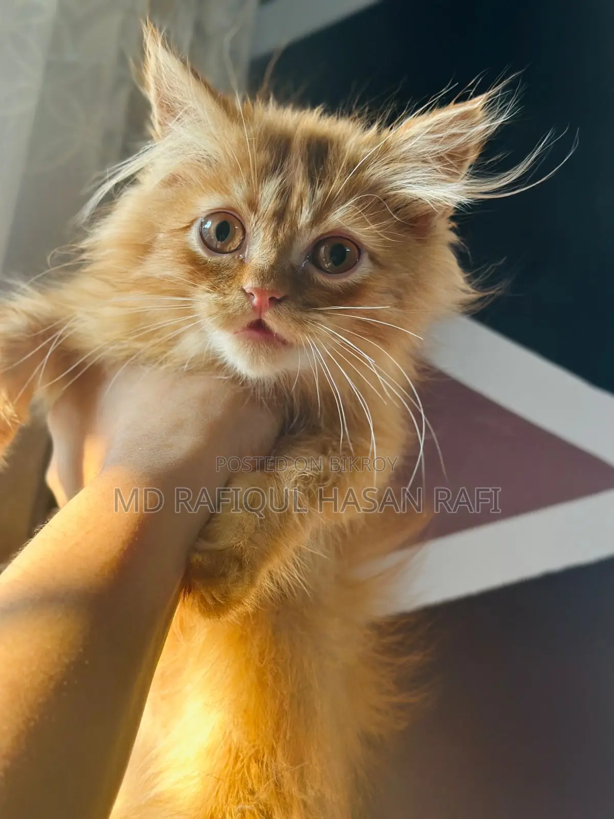 1-3 months Male Purebred Persian