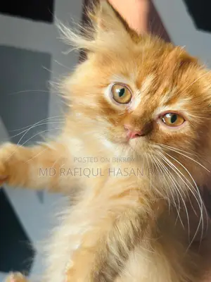 1-3 months Male Purebred Persian