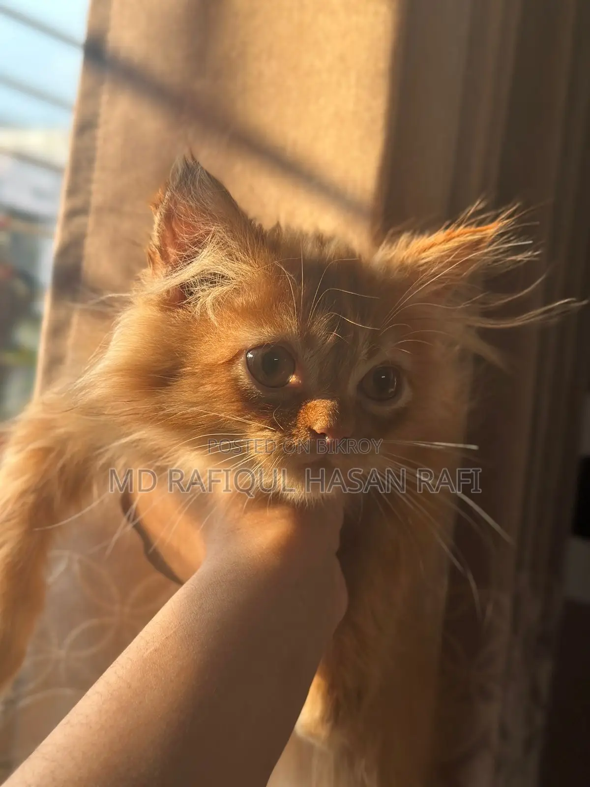 1-3 months Male Purebred Persian