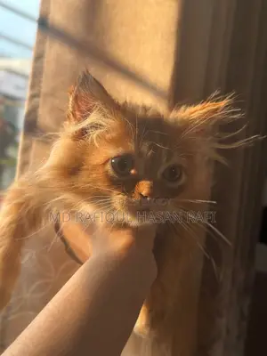 1-3 months Male Purebred Persian