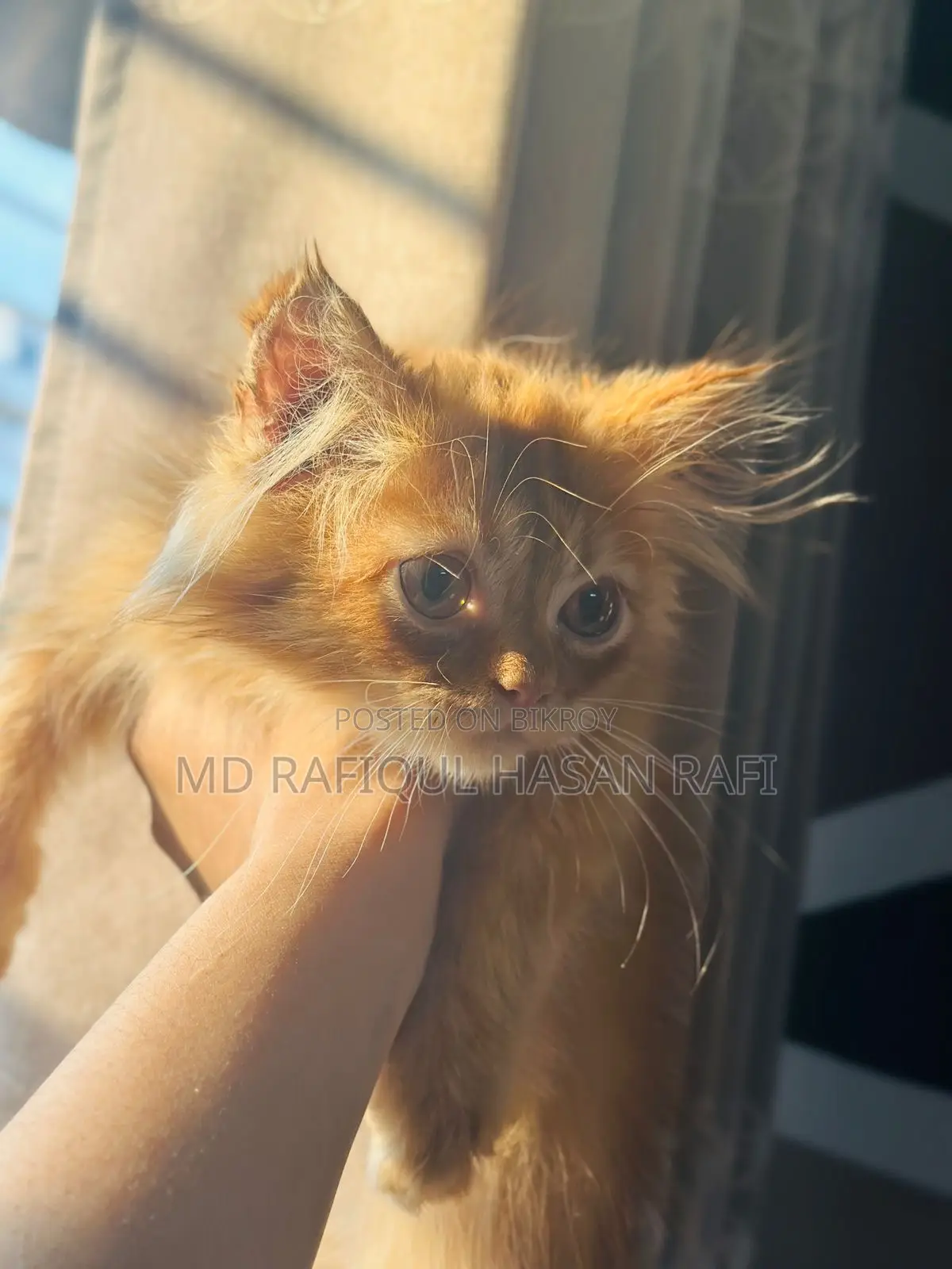 1-3 months Male Purebred Persian