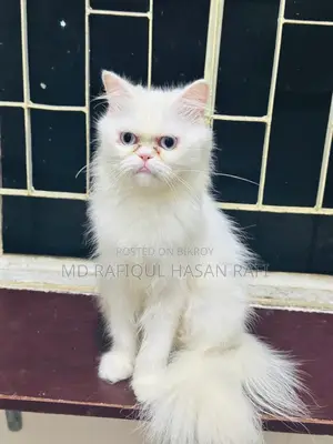 ১+ বছরের ফিমেল পিওরব্রেড পার্সিয়ান