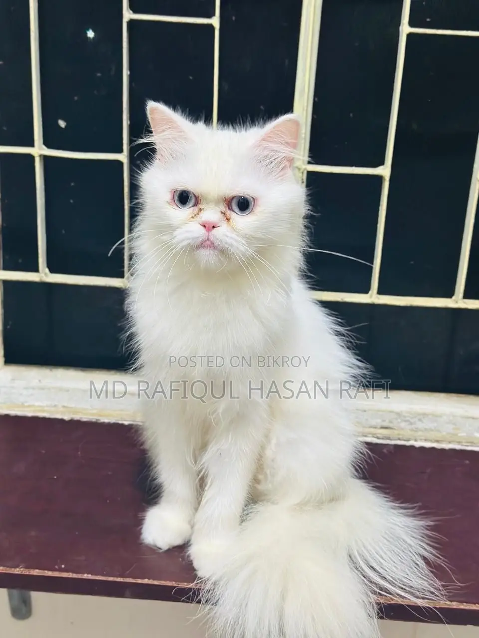 1+ year Female Purebred Persian