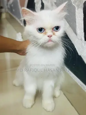 1+ year Female Purebred Persian