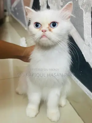1+ year Female Purebred Persian