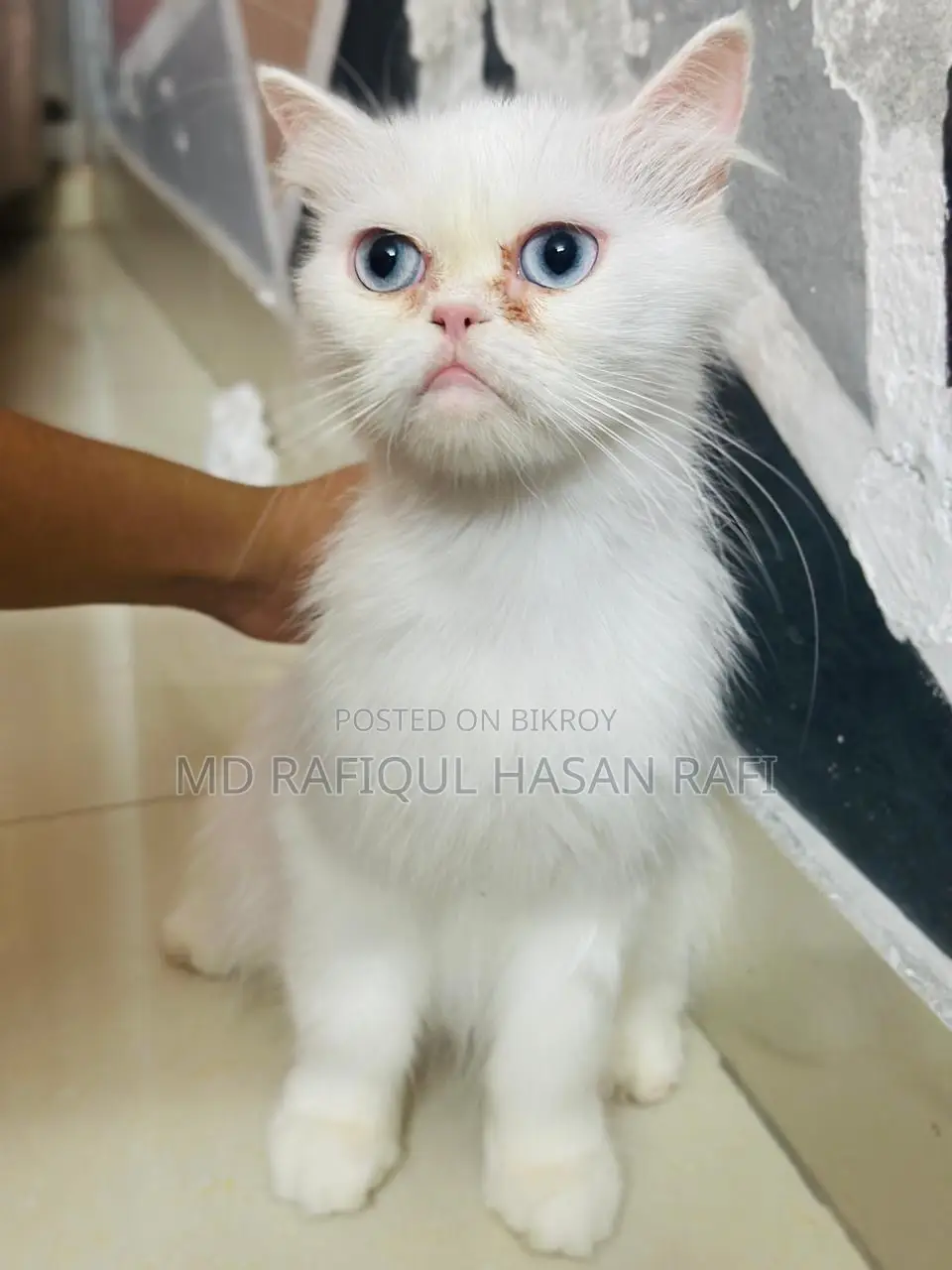 1+ year Female Purebred Persian