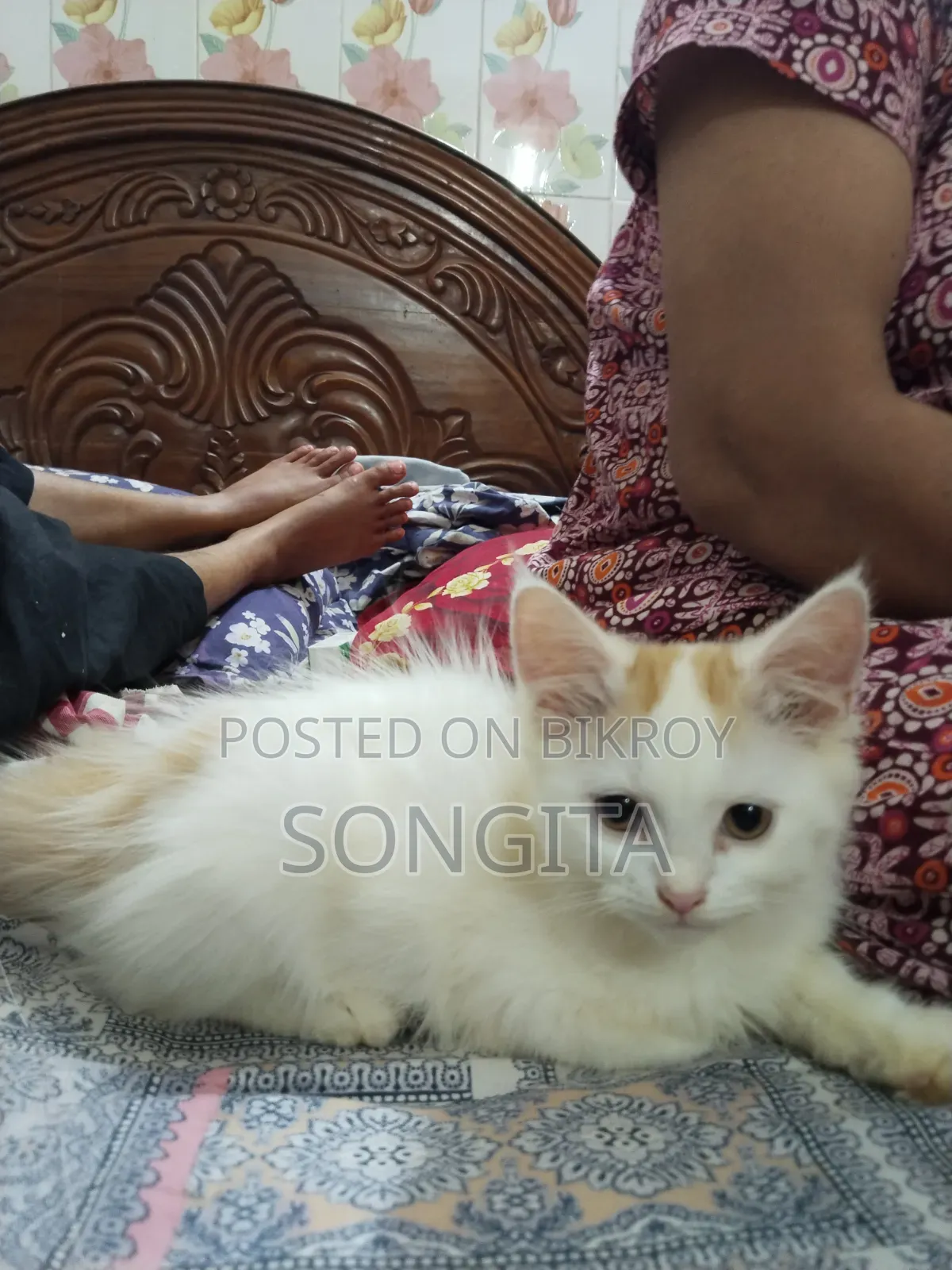 3-6 Months Male Purebred Persian