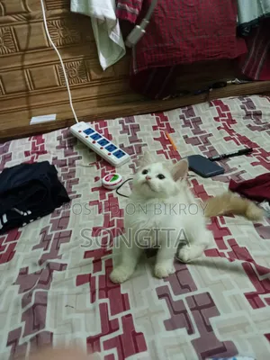 3-6 Months Male Purebred Persian