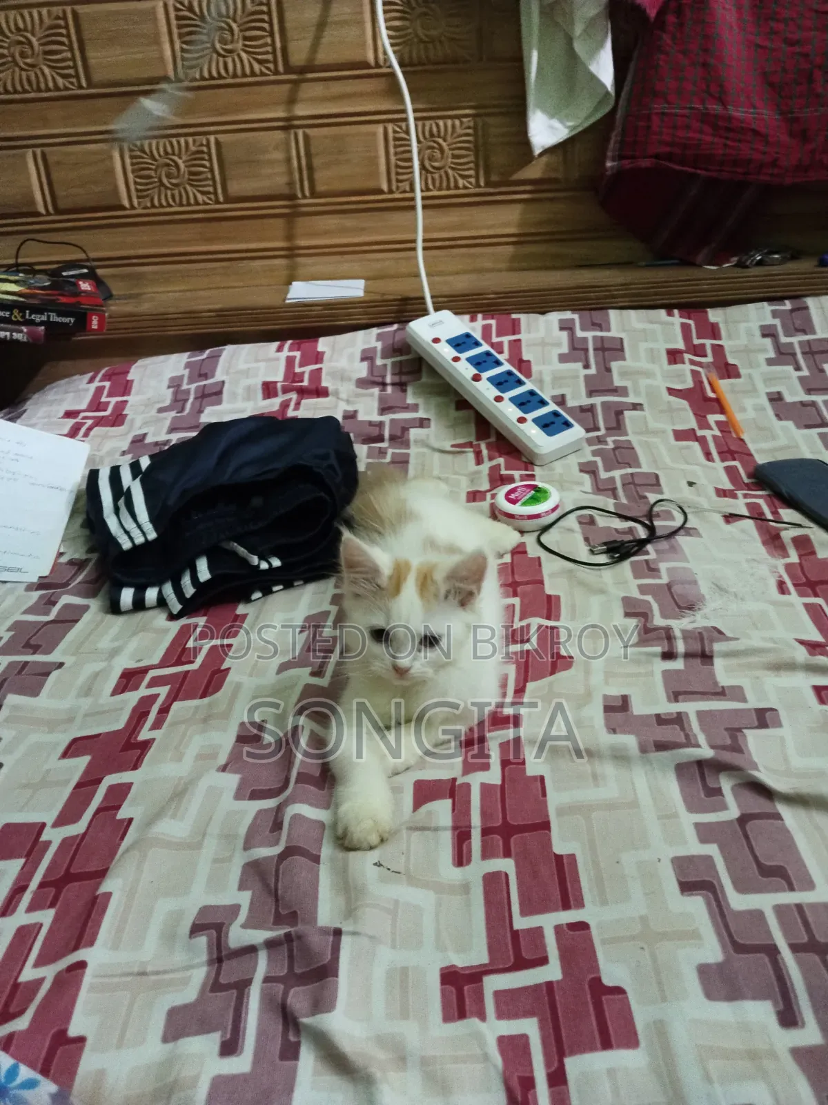 3-6 Months Male Purebred Persian