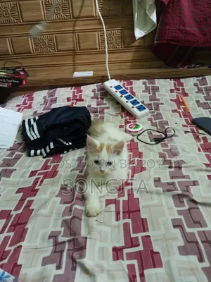 3-6 Months Male Purebred Persian