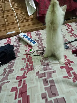 3-6 Months Male Purebred Persian