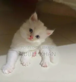 1-3 months Female Purebred Persian