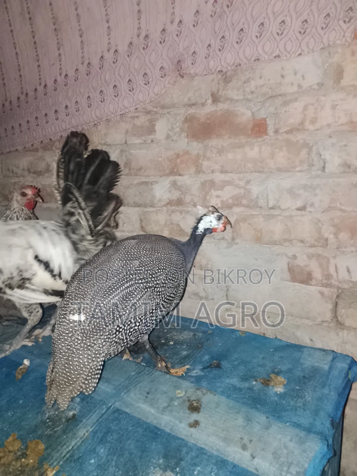 তিতির মুরগী