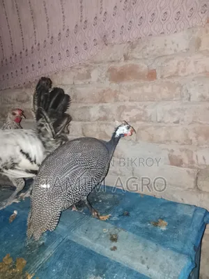 তিতির মুরগী