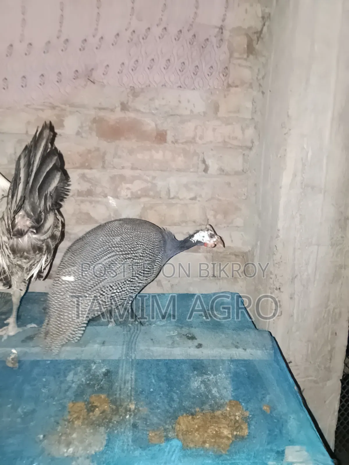 তিতির মুরগী