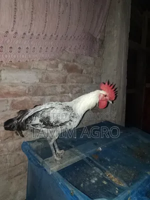 ফাউমি মোরগ