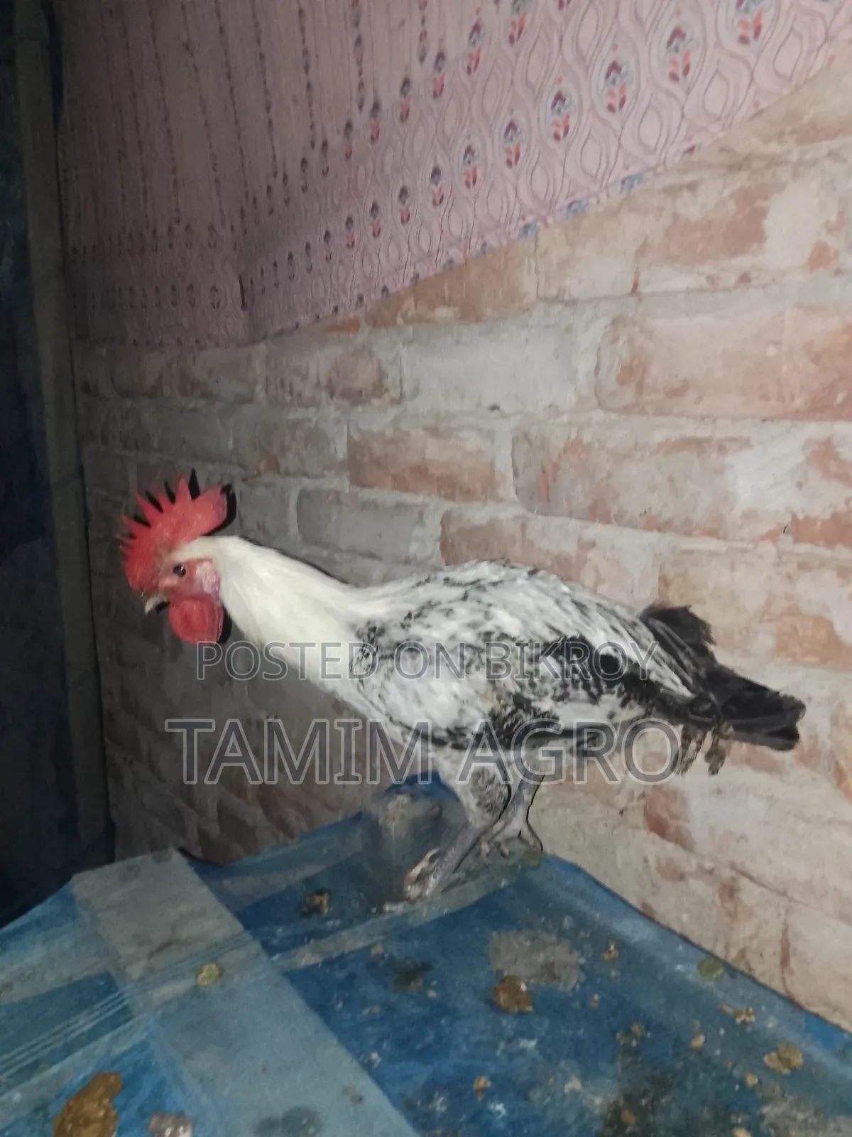 ফাউমি মোরগ