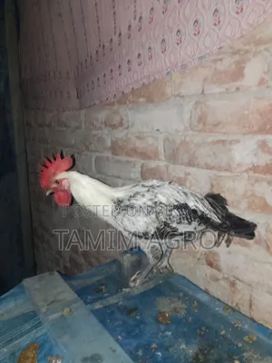 ফাউমি মোরগ