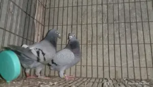 Racer Pigeon for Sale