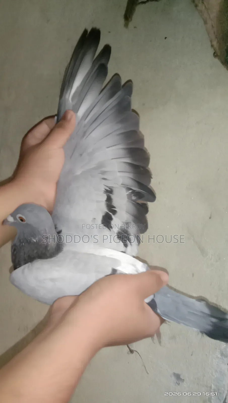 Racer Pigeon for Sale