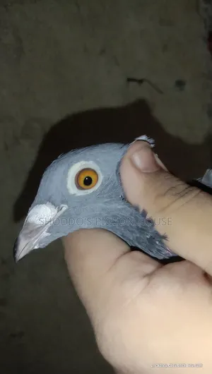Racer Pigeon for Sale