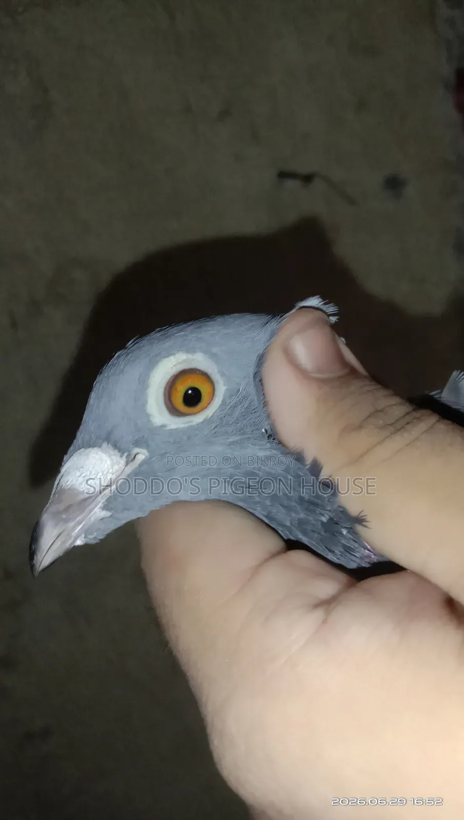 Racer Pigeon for Sale