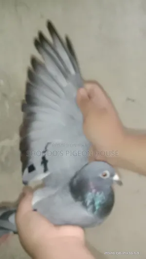 Racer Pigeon for Sale