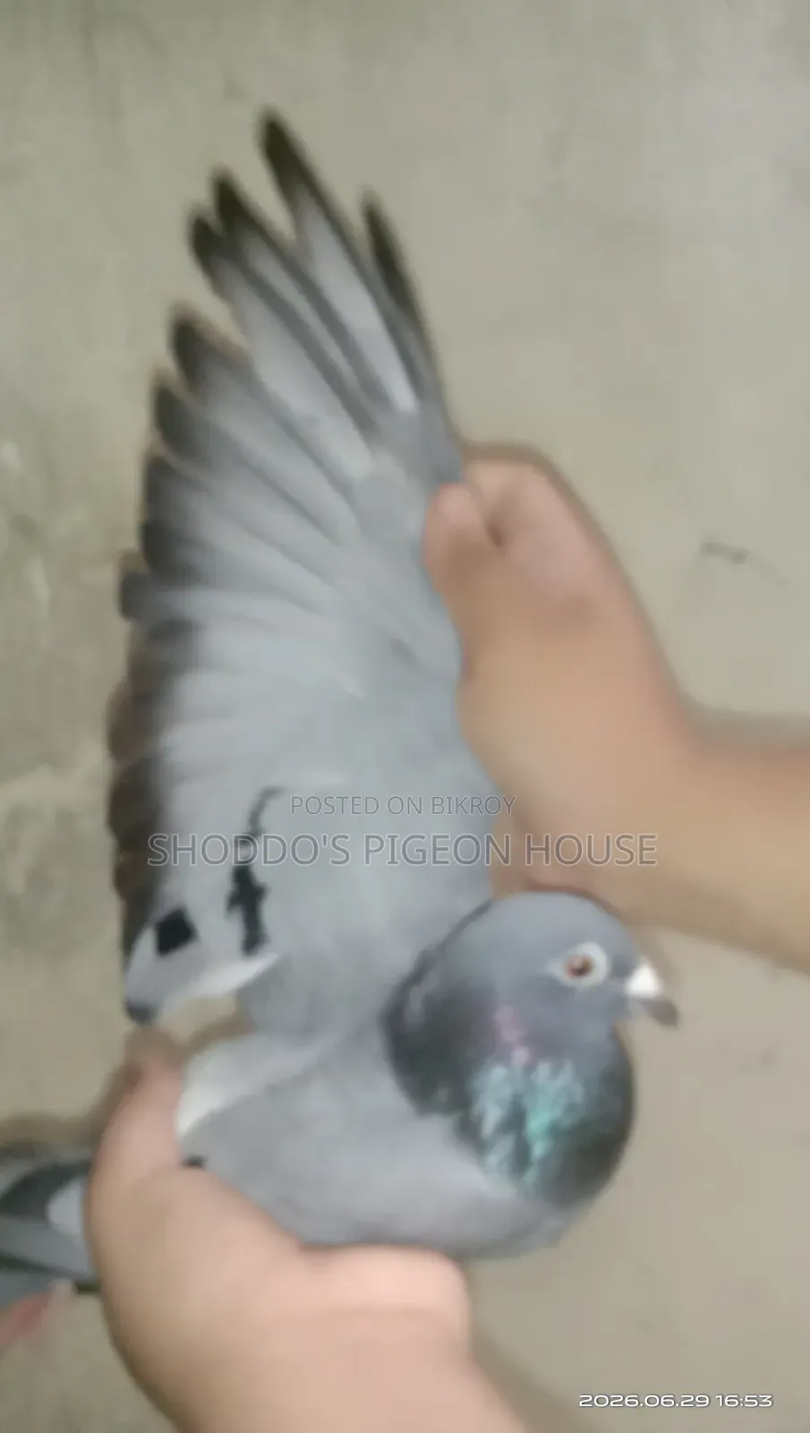 Racer Pigeon for Sale