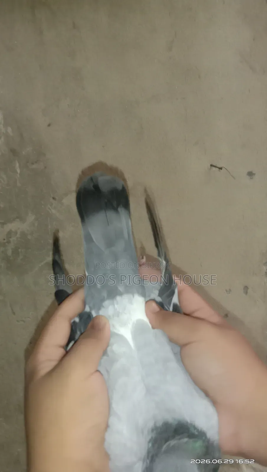 Racer Pigeon for Sale