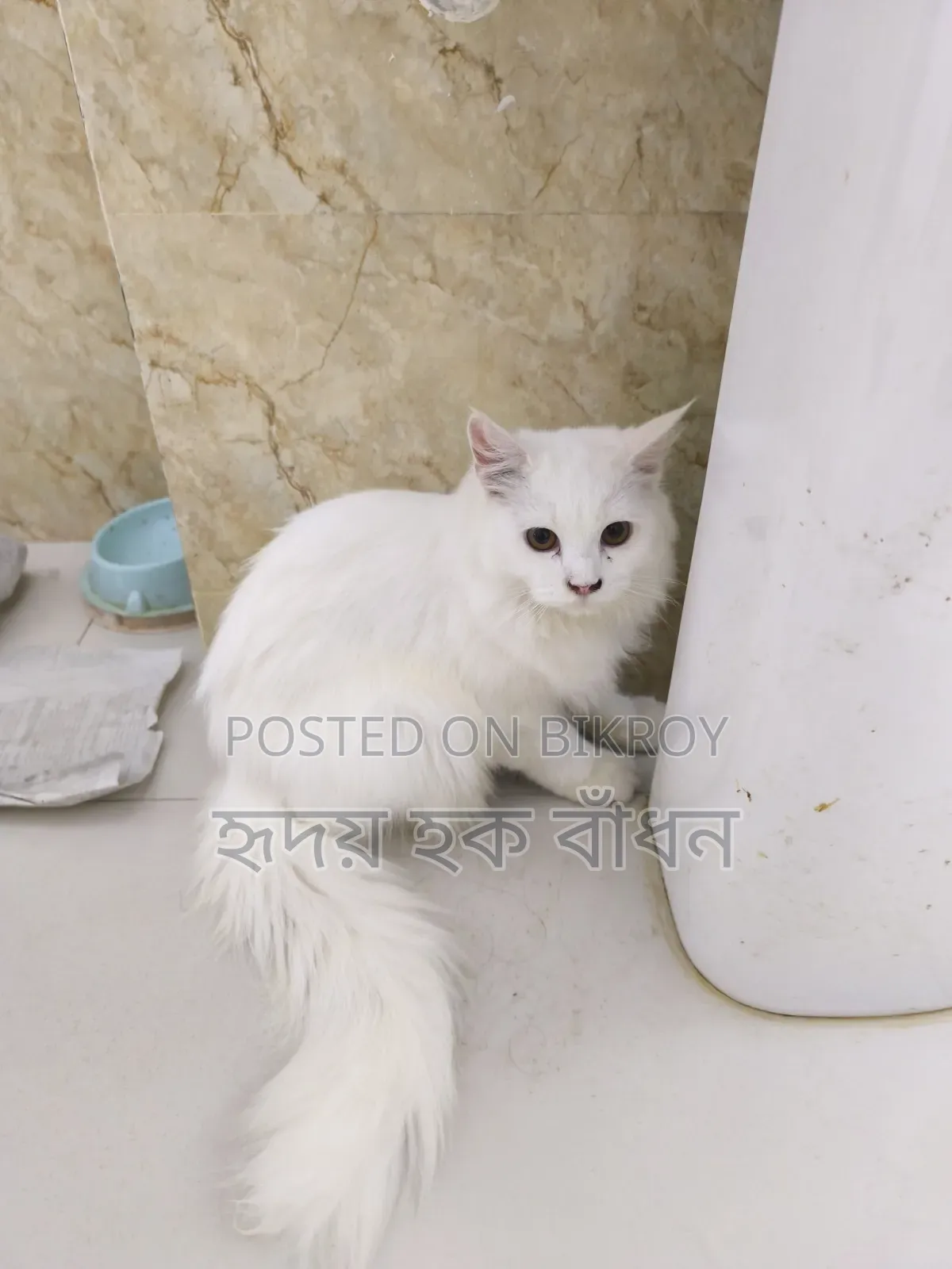 3-6 Months Male Purebred Persian