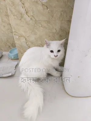 3-6 months Male Purebred Persian